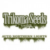 Trikoma Seeds 